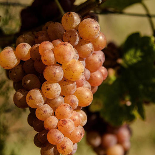 诗黛雅马克琼瑶浆干白葡萄酒（橙酒） 商品图6