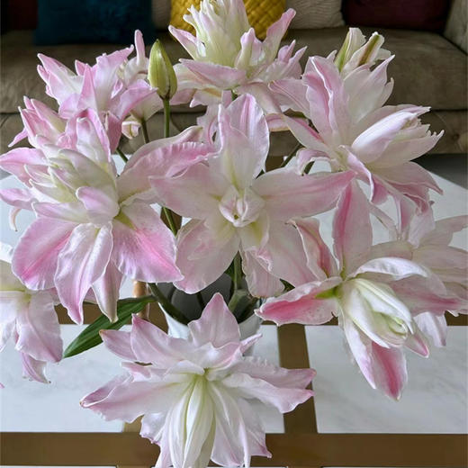 双钻多头重瓣百合5支 商品图1