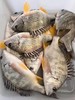 海钓黄翅鱼🐠 坐月子首选鱼、小朋友辅食鱼、老人全家的营养鱼‼肉感细腻营养好  【新鲜活冻】 商品缩略图3