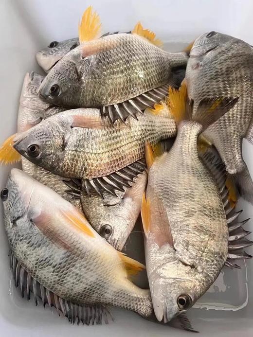 海钓黄翅鱼🐠 坐月子首选鱼、小朋友辅食鱼、老人全家的营养鱼‼肉感细腻营养好  【新鲜活冻】 商品图3