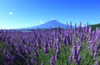 富士山＋御殿场奥特莱斯 2 小时以上的自由活动时间【需二次确认】B-0186 商品缩略图6