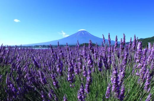 富士山＋御殿场奥特莱斯 2 小时以上的自由活动时间【需二次确认】B-0186 商品图6