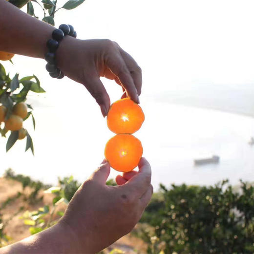 毫无保留的涌泉蜜橘，皮薄如纸，甜不设防 蜜橘
比起搬运工，我们更像是践行者，把正宗产地的涌泉蜜橘搬出大山，让您能真正体验最初的味道 商品图13