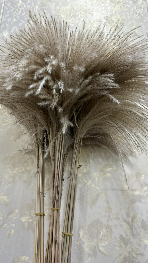 【干花】芦苇  原色  若干枝/扎 商品图0