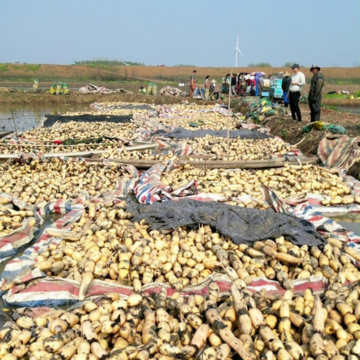 【湖北汉川】纯手工刀削藕粉280g 商品图5