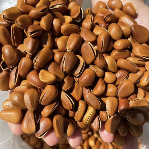 东北开口大松子 商品图2