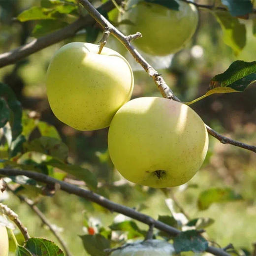 青森水蜜桃苹果，浓香脆甜，水蜜桃般汁水充沛，口感酥脆，细细沙沙不绵软 商品图4