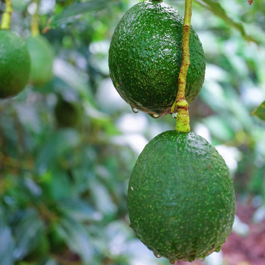 云南九成熟牛油果 商品图6