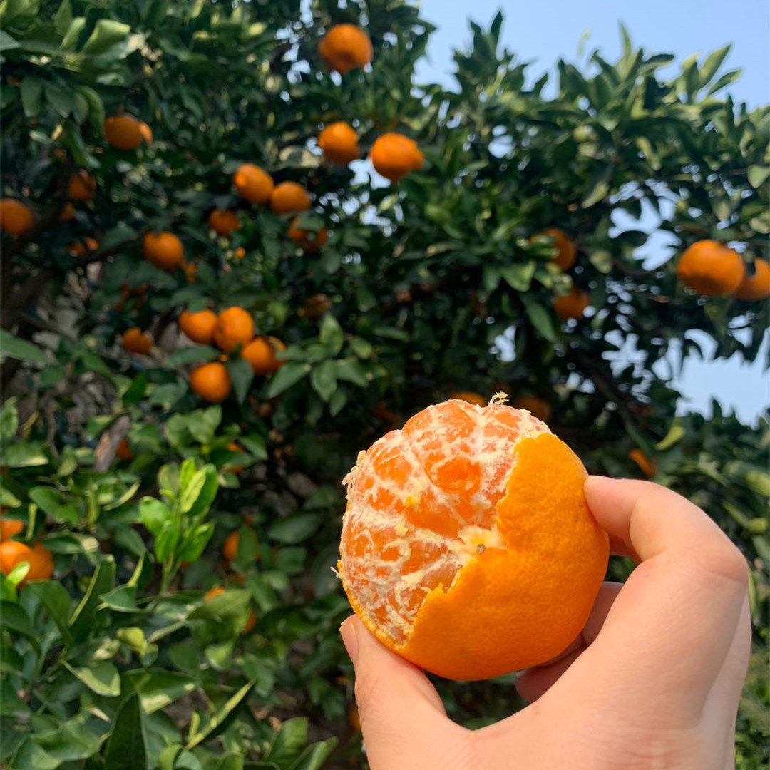 毫无保留的涌泉蜜橘，皮薄如纸，甜不设防 蜜橘
比起搬运工，我们更像是践行者，把正宗产地的涌泉蜜橘搬出大山，让您能真正体验最初的味道