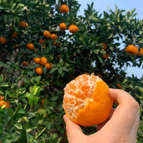 毫无保留的涌泉蜜橘，皮薄如纸，甜不设防 蜜橘
比起搬运工，我们更像是践行者，把正宗产地的涌泉蜜橘搬出大山，让您能真正体验最初的味道