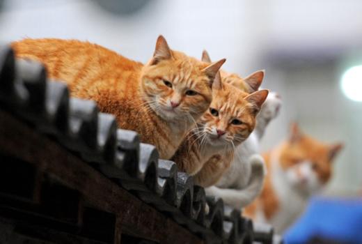 屋檐上的流浪猫家族 商品图0