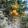 毫无保留的涌泉蜜橘，皮薄如纸，甜不设防 蜜橘
比起搬运工，我们更像是践行者，把正宗产地的涌泉蜜橘搬出大山，让您能真正体验最初的味道 商品缩略图8