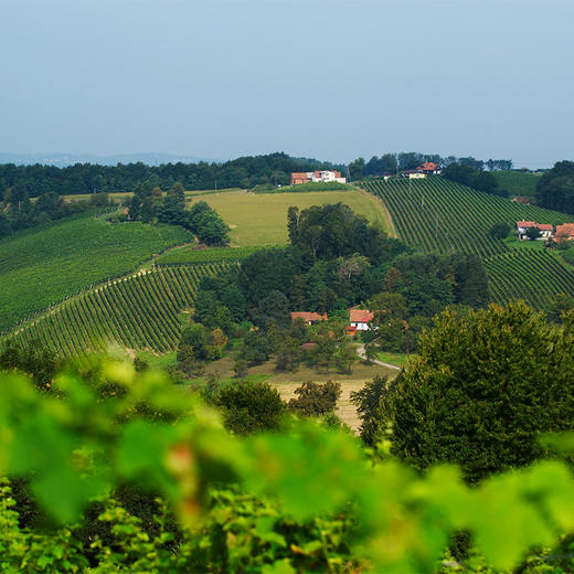 诗黛雅马克干白葡萄酒（2015） 商品图9