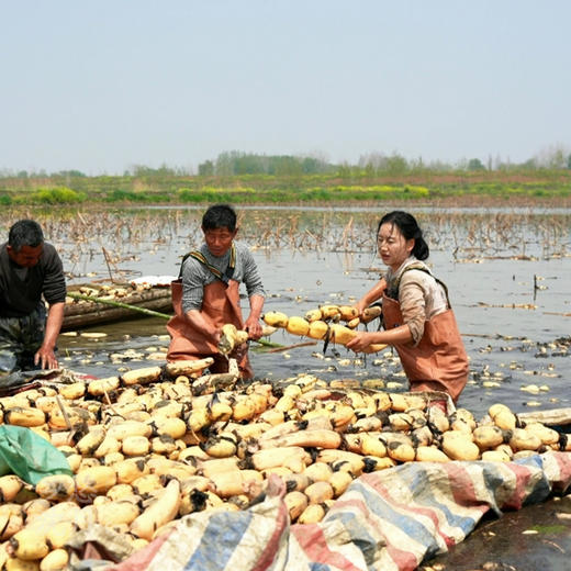 【湖北汉川】纯手工刀削藕粉280g 商品图4