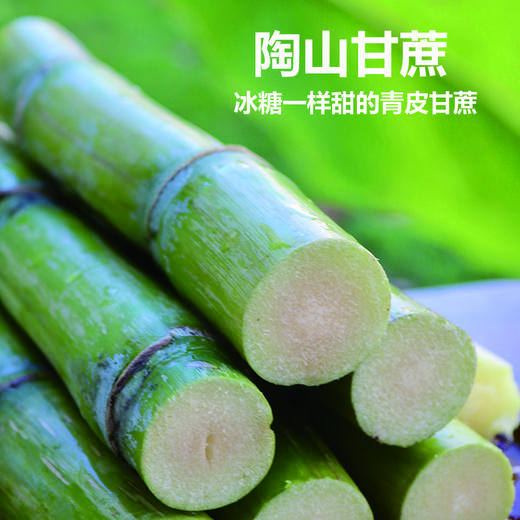 陶山甘蔗 应季手撕陶山青皮果蔗5斤/10-12根 商品图0