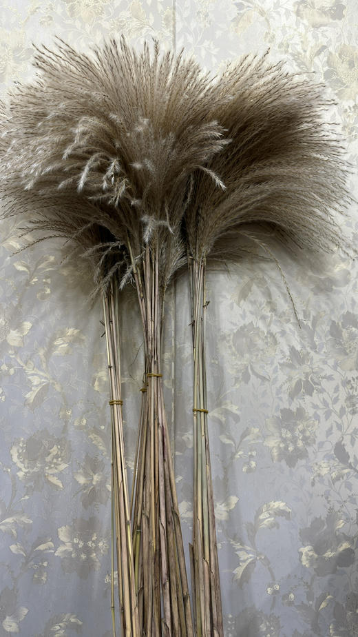 【干花】芦苇  原色  若干枝/扎 商品图3