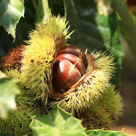 候物 新鲜迁西板栗 无农残生栗子 3斤/5斤