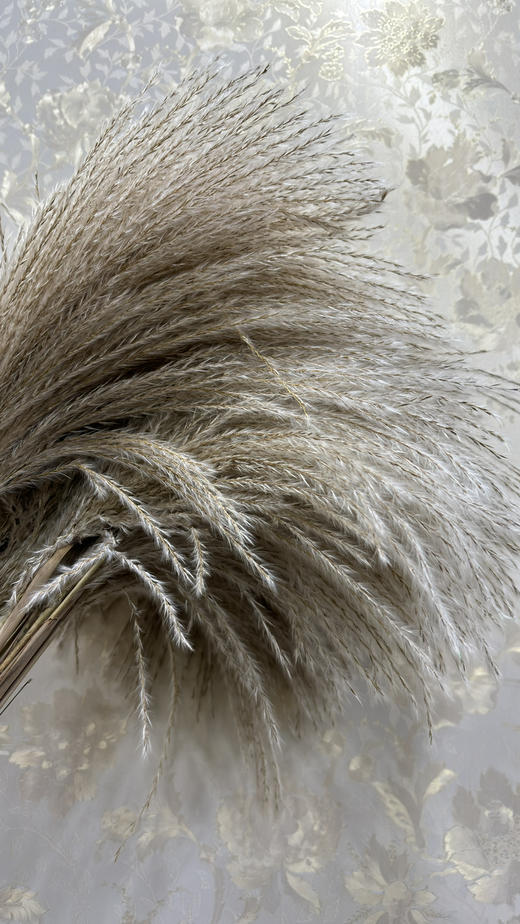 【干花】芦苇  原色  若干枝/扎 商品图1