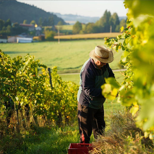 诗黛雅马克干白葡萄酒（2015） 商品图8