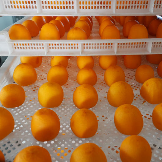 山东鲜食流心柿饼 软糯香甜 6枚大果彩箱装（京东 山东潍坊发货） 商品图5