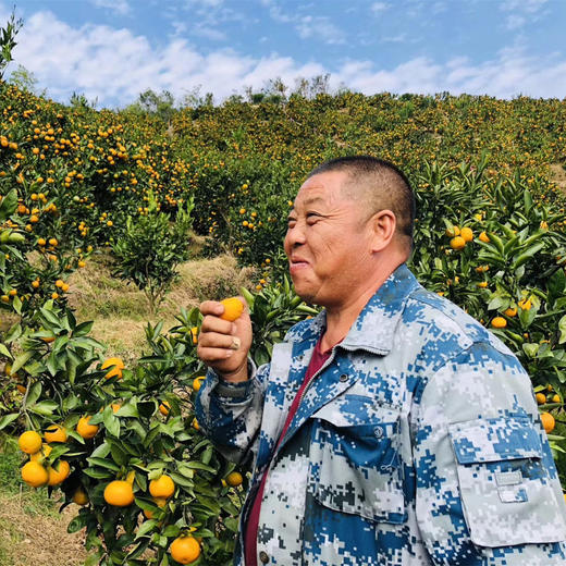 毫无保留的涌泉蜜橘，皮薄如纸，甜不设防 蜜橘
比起搬运工，我们更像是践行者，把正宗产地的涌泉蜜橘搬出大山，让您能真正体验最初的味道 商品图10