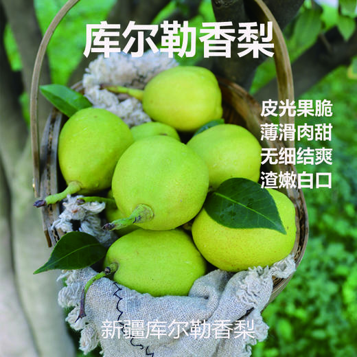 新疆库尔勒香梨5斤装 单果100-120g 应季生鲜水果 商品图0