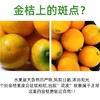 【包邮】广西融安第三代脆蜜金桔，果大饱满，无籽，皮薄脆爽，糖度高，平均在20度以上，带皮吃不涩口不麻嘴 商品缩略图3