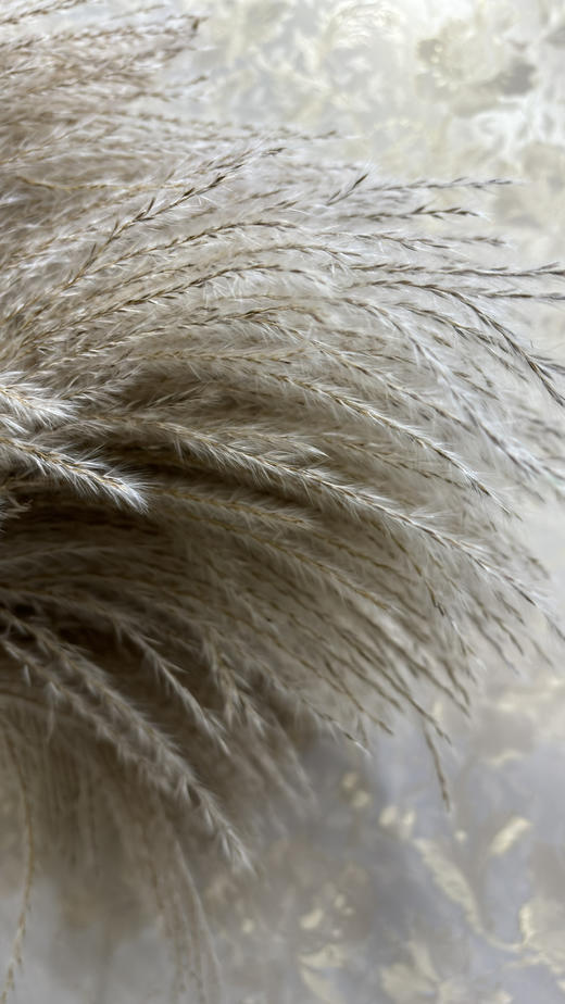 【干花】芦苇  原色  若干枝/扎 商品图2