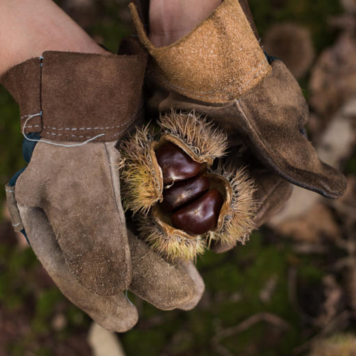 候物 新鲜迁西板栗 无农残生栗子 3斤/5斤 商品图3