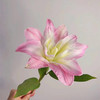 双钻多头重瓣百合5支 商品缩略图4