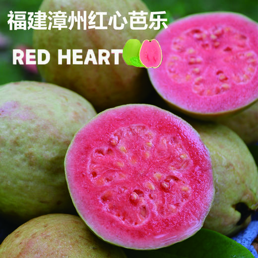 福建红心芭乐 番石榴奶油/红心芭乐 水果新鲜当季软糯现摘 商品图0