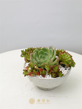 陶瓷白盆多肉盆栽