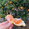 毫无保留的涌泉蜜橘，皮薄如纸，甜不设防 蜜橘
比起搬运工，我们更像是践行者，把正宗产地的涌泉蜜橘搬出大山，让您能真正体验最初的味道 商品缩略图11