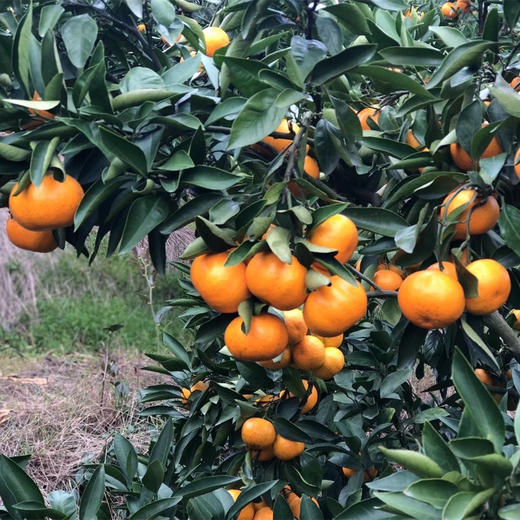 毫无保留的涌泉蜜橘，皮薄如纸，甜不设防 蜜橘
比起搬运工，我们更像是践行者，把正宗产地的涌泉蜜橘搬出大山，让您能真正体验最初的味道 商品图12