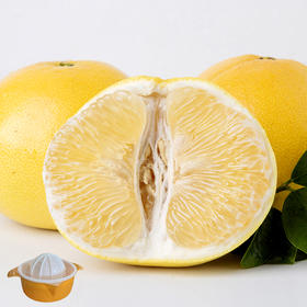 福建黄金葡萄柚