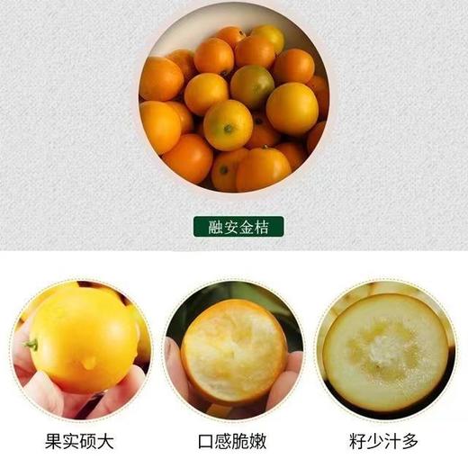 【包邮】广西融安第三代脆蜜金桔，果大饱满，无籽，皮薄脆爽，糖度高，平均在20度以上，带皮吃不涩口不麻嘴 商品图6