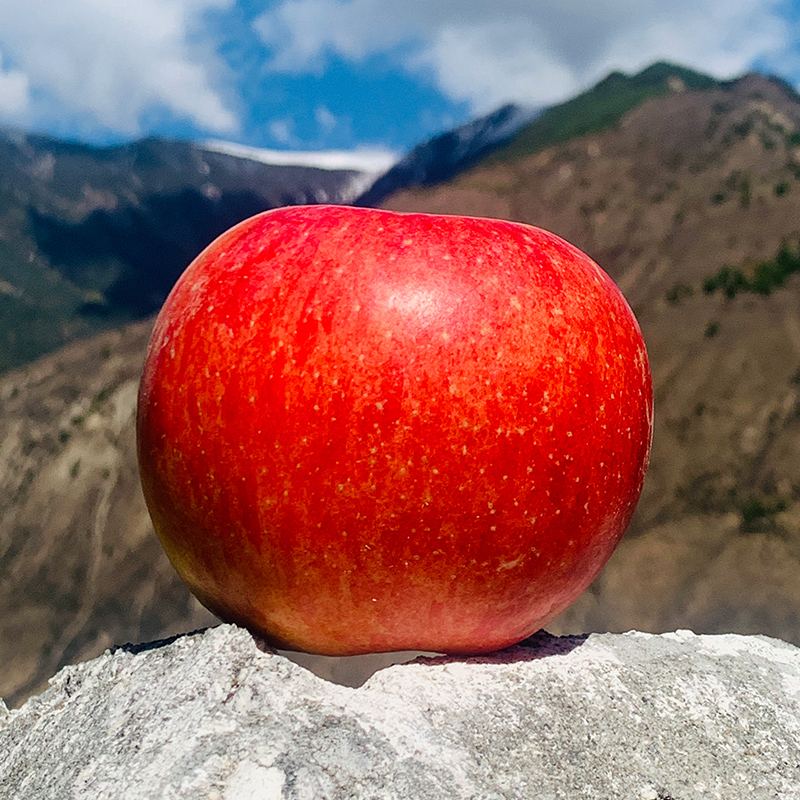 【藏地·冰川蜜糖苹果】产自世界屋脊的雪域苹果 红润饱满 95%着色 颗颗糖心 平均糖度20度起 下树即纯甜~