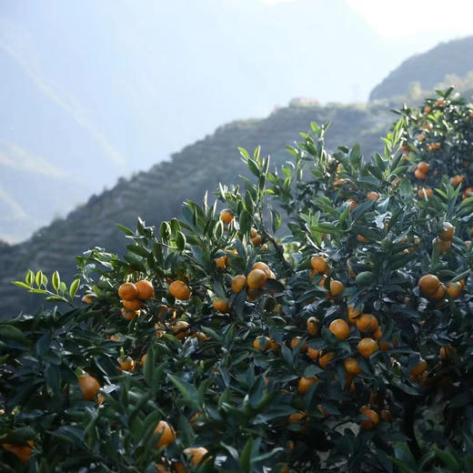 毫无保留的涌泉蜜橘，皮薄如纸，甜不设防 蜜橘
比起搬运工，我们更像是践行者，把正宗产地的涌泉蜜橘搬出大山，让您能真正体验最初的味道 商品图7