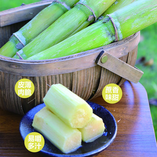 陶山甘蔗 应季手撕陶山青皮果蔗5斤/10-12根 商品图1