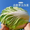 白菜新鲜有机翠玉白菜新疆半亩园有机农场整颗大白菜新鲜蔬菜 8斤 商品缩略图0