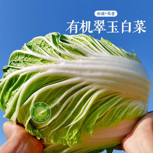 白菜新鲜有机翠玉白菜新疆半亩园有机农场整颗大白菜新鲜蔬菜 8斤 商品图0