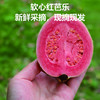 福建红心芭乐 番石榴奶油/红心芭乐 水果新鲜当季软糯现摘 商品缩略图2