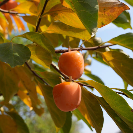 山东鲜食流心柿饼 软糯香甜 6枚大果彩箱装（京东 山东潍坊发货） 商品图1