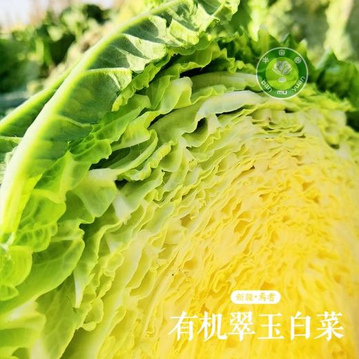 白菜新鲜有机翠玉白菜新疆半亩园有机农场整颗大白菜新鲜蔬菜 8斤 商品图1