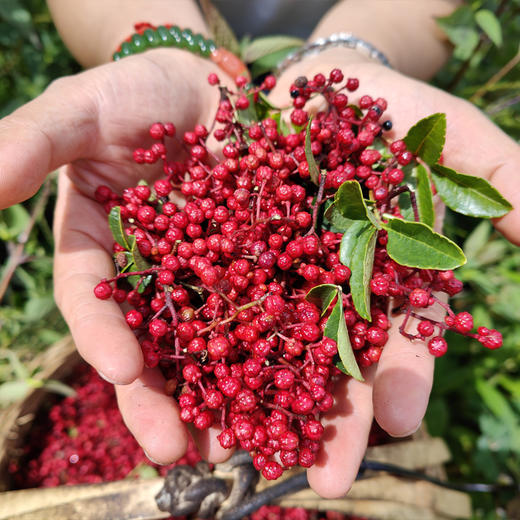 贡嘎山红花椒 80g/盒（有机转换期） 商品图4