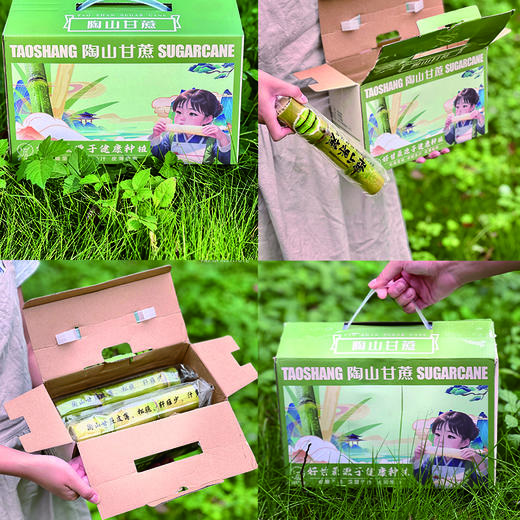 陶山甘蔗 应季手撕陶山青皮果蔗5斤/10-12根 商品图3