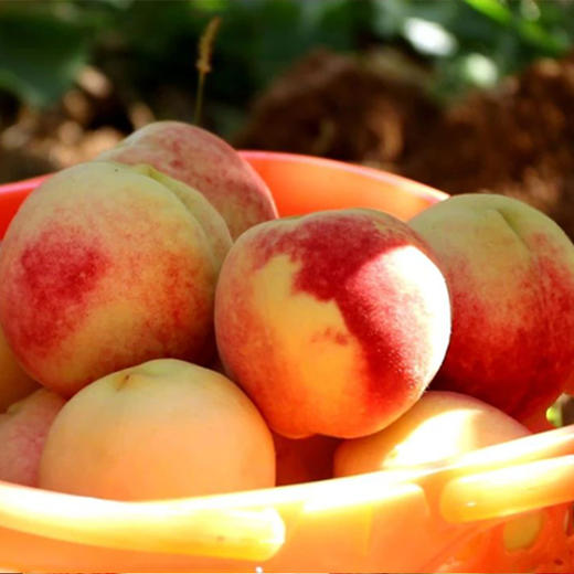 新鲜水果 山东冬桃3斤 商品图2