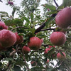 沙漠有机苹果 | 治沙英雄 沙漠有机 果肉紧实 酸甜可口 | 合作生产 | 基地直发包邮*Organic desert apples 商品缩略图4