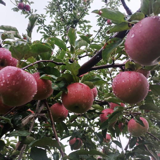 沙漠有机苹果 | 治沙英雄 沙漠有机 果肉紧实 酸甜可口 | 合作生产 | 基地直发包邮*Organic desert apples 商品图4