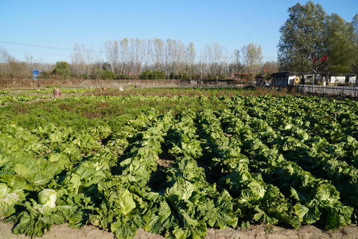 小毛驴自产大白菜  自然种植、无农药、无化肥，人工除草 商品图3